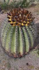 Ferocactus emoryi emoryi
