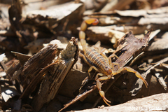 Centruroides elegans