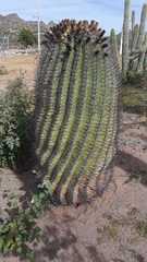 Ferocactus emoryi emoryi