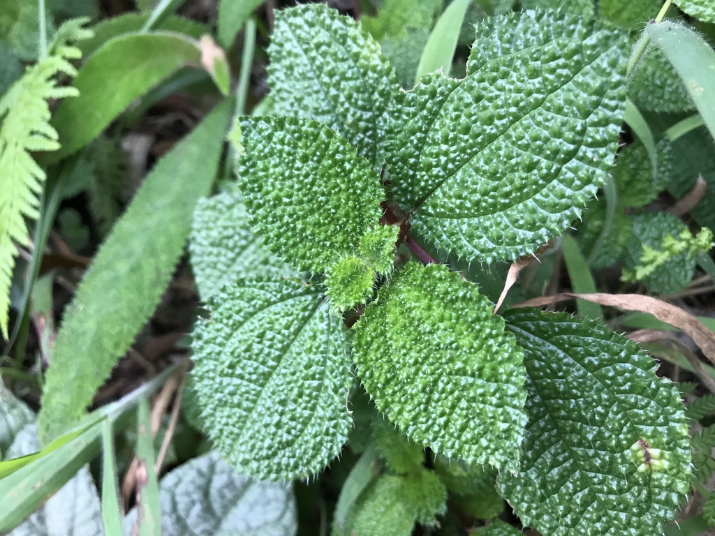 Pilea setigera