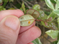 Austropuccinia psidii image
