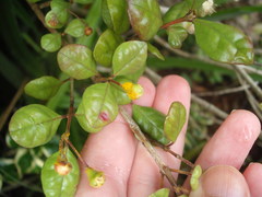 Austropuccinia psidii image