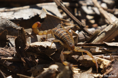 Centruroides elegans