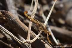 Centruroides elegans