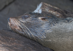 Arctocephalus galapagoensis