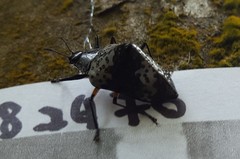 Cypherotylus borgmeieri
