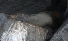 Arctocephalus galapagoensis