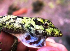 Anolis petersii