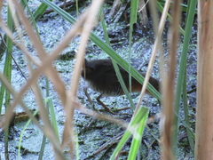 Laterallus melanophaius