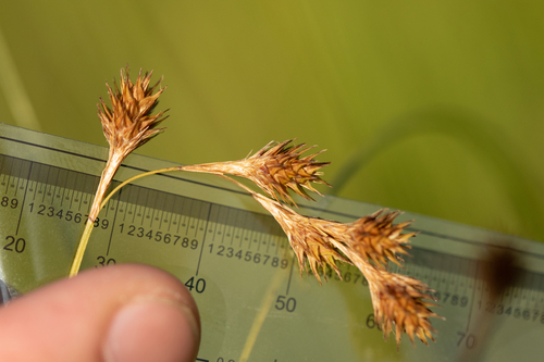 eastern straw sedge (Carex straminea)