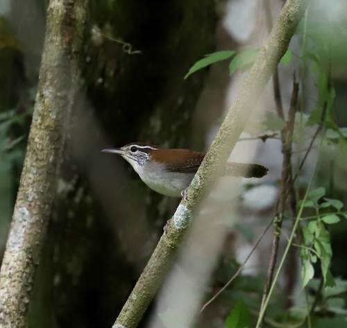 Thryophilus rufalbus