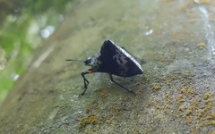 Cypherotylus borgmeieri