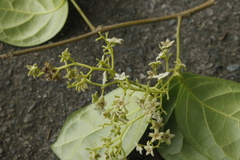 Dichapetalum