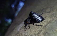 Cypherotylus borgmeieri