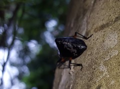 Cypherotylus borgmeieri