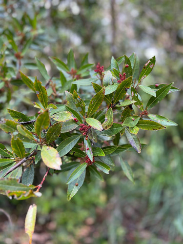 Ascarina rubricaulis observed 2023-06-05