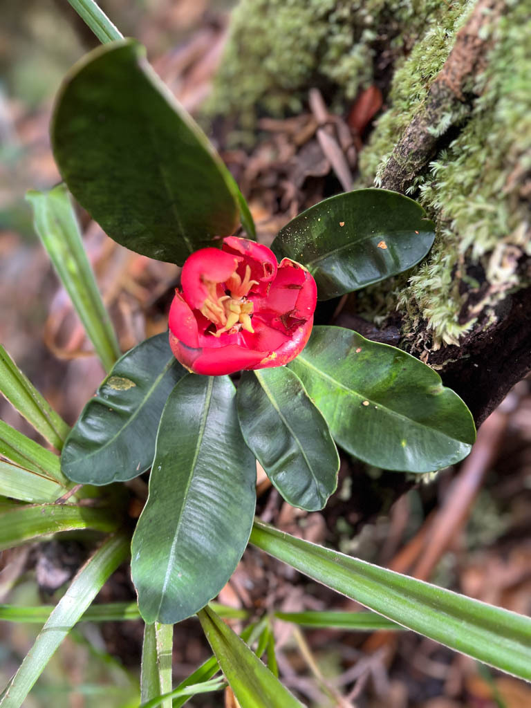 Imagem de Flor-de-cera