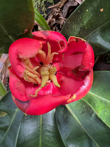 Foto de Flor-de-cera