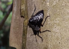 Cypherotylus borgmeieri