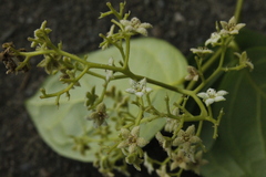Dichapetalum