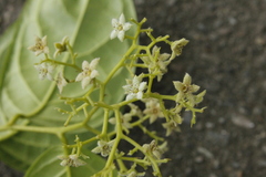 Dichapetalum