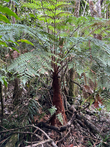 Dicksonia baudouinii observed 2023-06-05