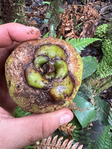 Foto de Flor-de-cera