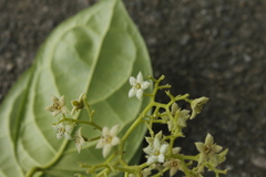 Dichapetalum