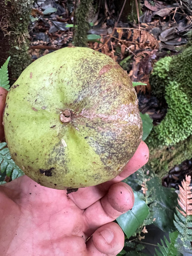 Foto de Flor-de-cera