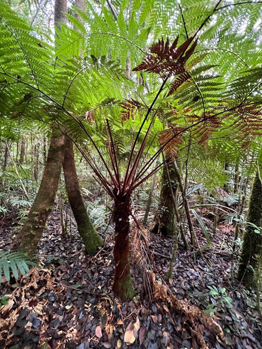 Dicksonia baudouinii observed 2023-06-05