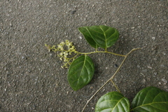 Dichapetalum