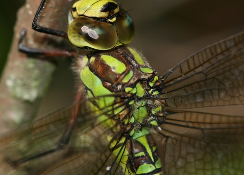 Southern Hawker, photo 8 of 8
