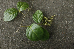 Dichapetalum