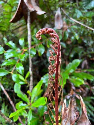 Parablechnum subcordatum observed 2023-06-06