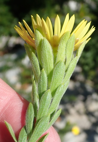 Oedera calycina (L.fil.) N.G.Bergh