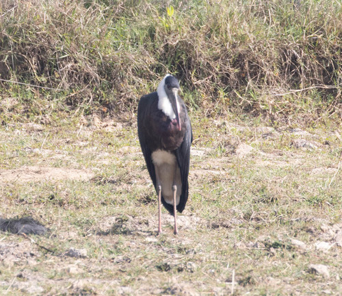 Asian Woolly-necked Stork