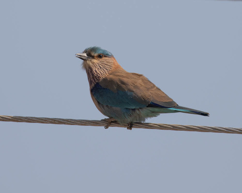 Indian Roller