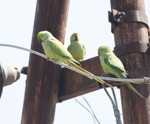Rose-ringed Parakeet