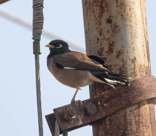 Common Myna