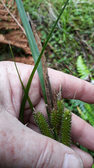 Carex ventosa