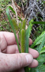 Carex ventosa