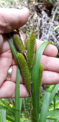 Carex ventosa