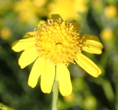 Senecio ilicifolius