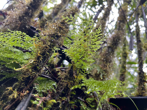Hymenophyllum deplanchei observed 2023-06-06