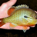 Redbreast Sunfish - Photo (c) Emilio Concari, some rights reserved (CC BY-NC), uploaded by Emilio Concari