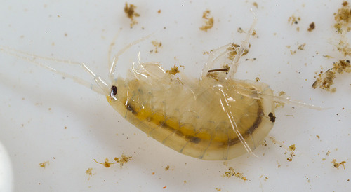 Crangonyx richmondensis