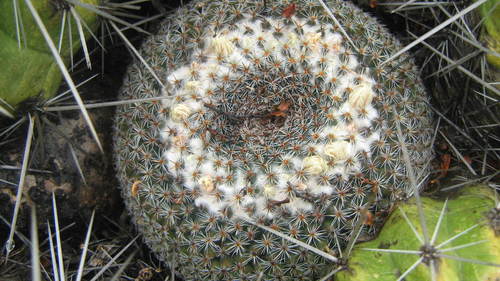 Mammillaria formosa