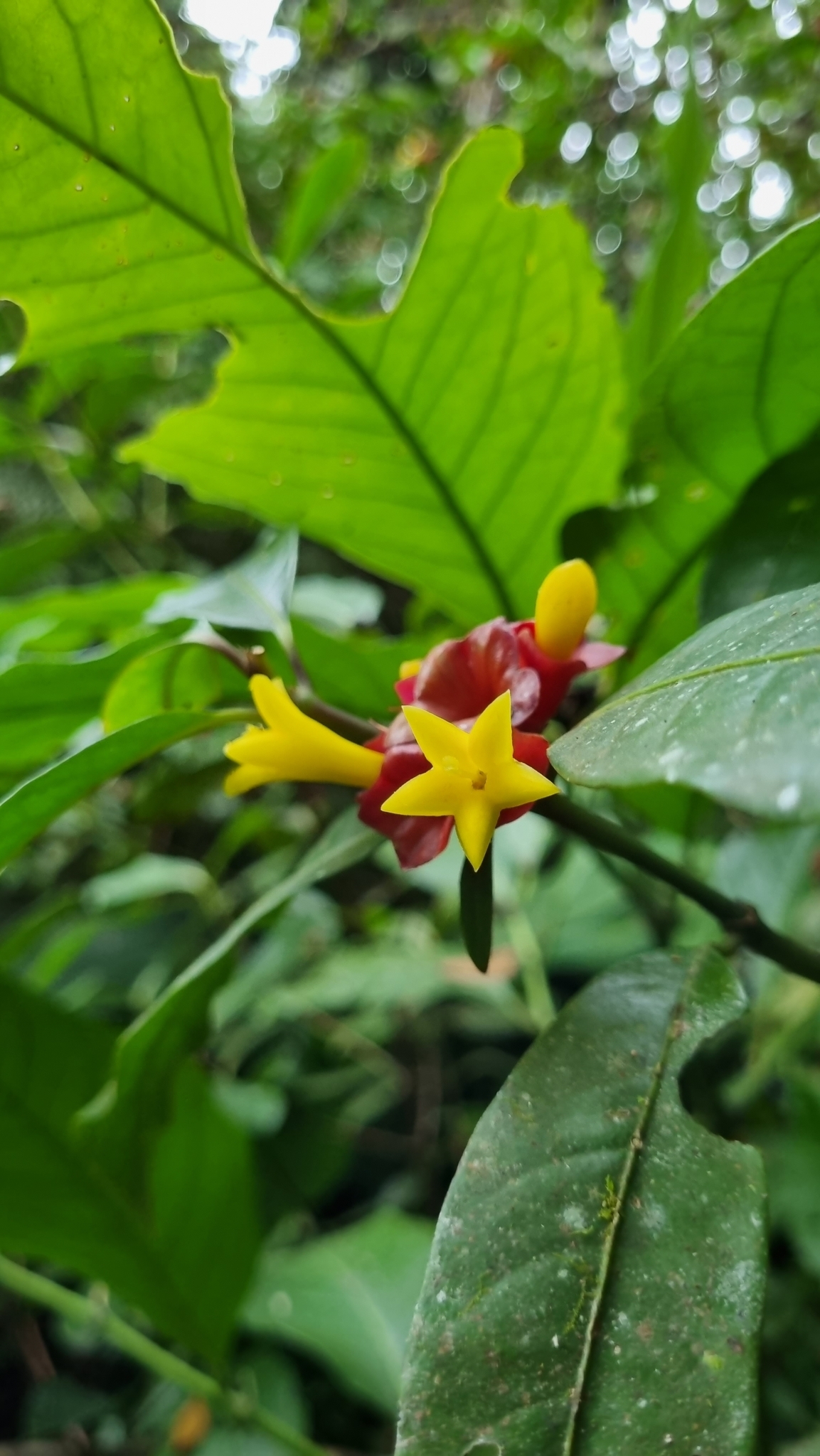 Psychotria nuda