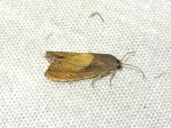 Dichrorampha bittana