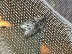 Polygrammate cadburyi